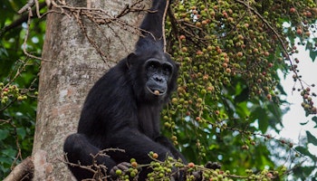 Western Tanzania Safari & Chimp trekking
