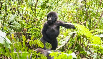 Uganda and Rwanda Gorillas, Chimps, Game & Landscapes