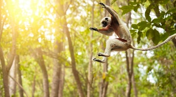 Best Time to Visit Madagascar: Weather, Wildlife & When to Go