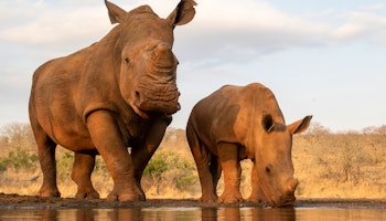 Rhino Conservation Expedition with Tristan Phipps image 1
