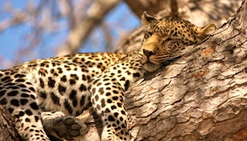 Cape Town, Safari & Victoria Falls