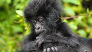 Rwanda, Kenya & Zanzibar