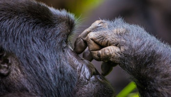 Essential Uganda - Gorillas & Chimps