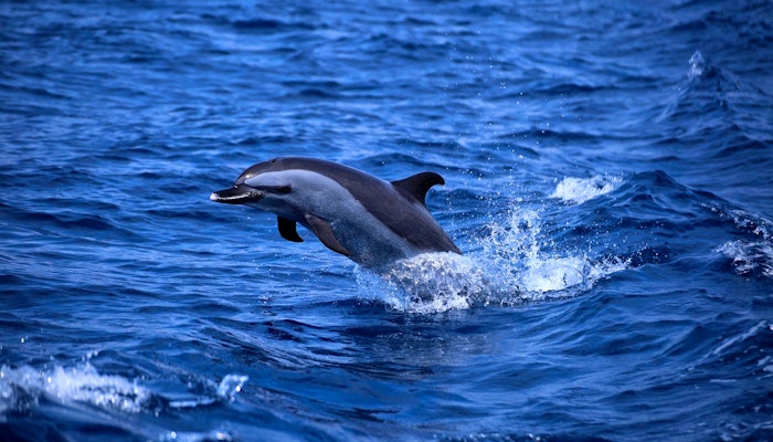 Express St Helena image 1
