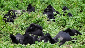 Uganda Gorillas, Kenya Game & Zanzibar Beach Combo