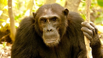 Western Tanzania Safari & Chimp trekking