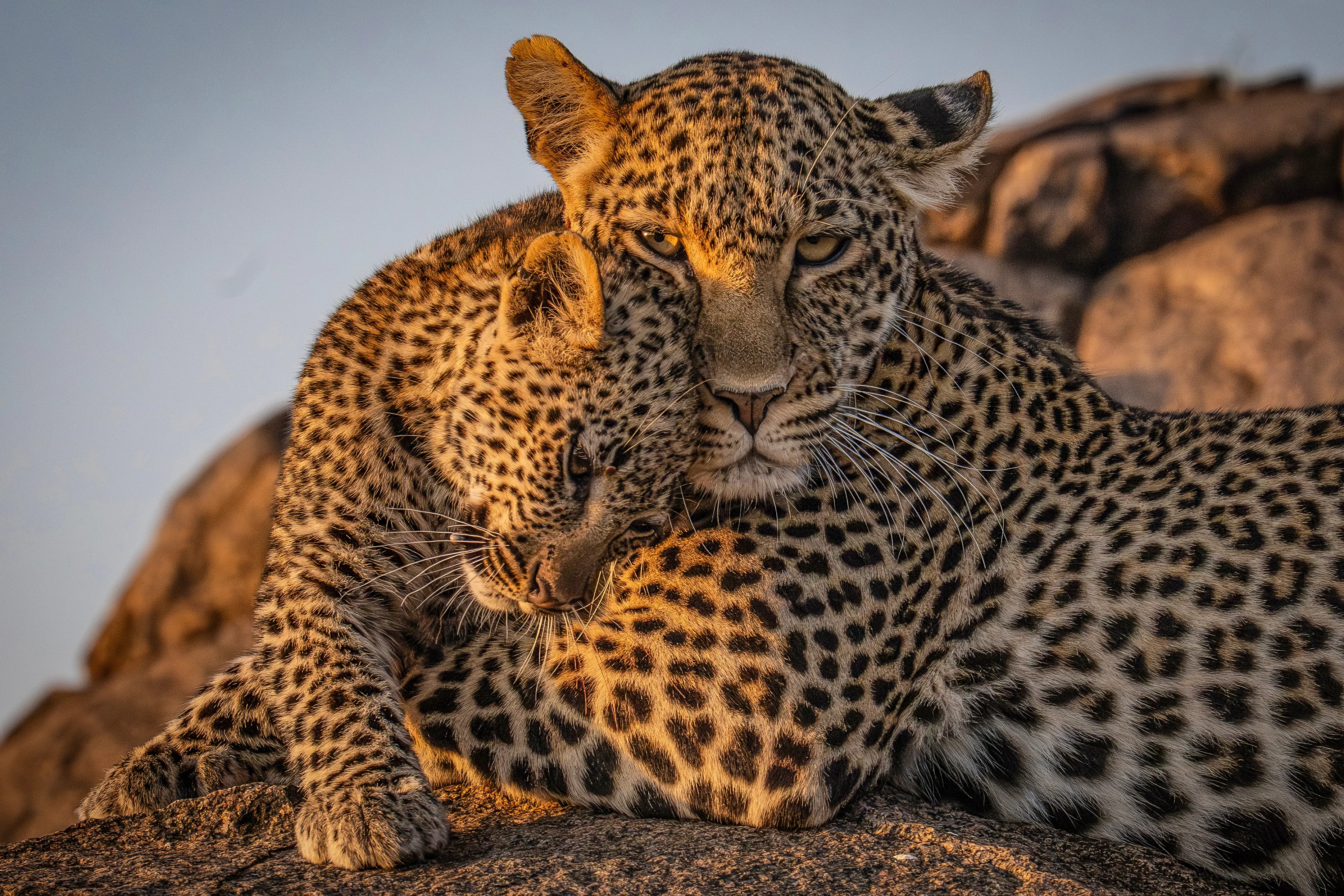 Safari Holidays