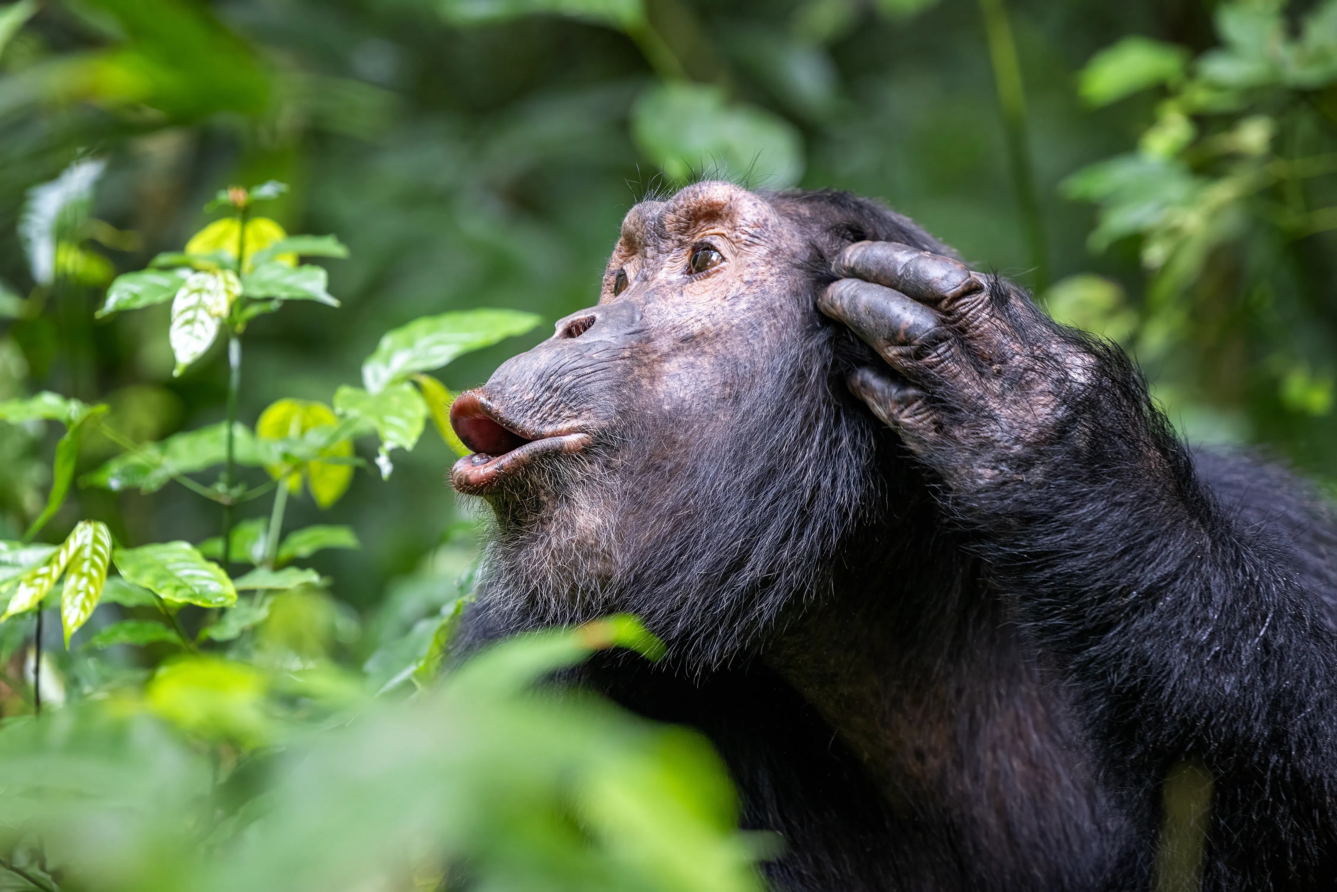 Wildlife Holidays