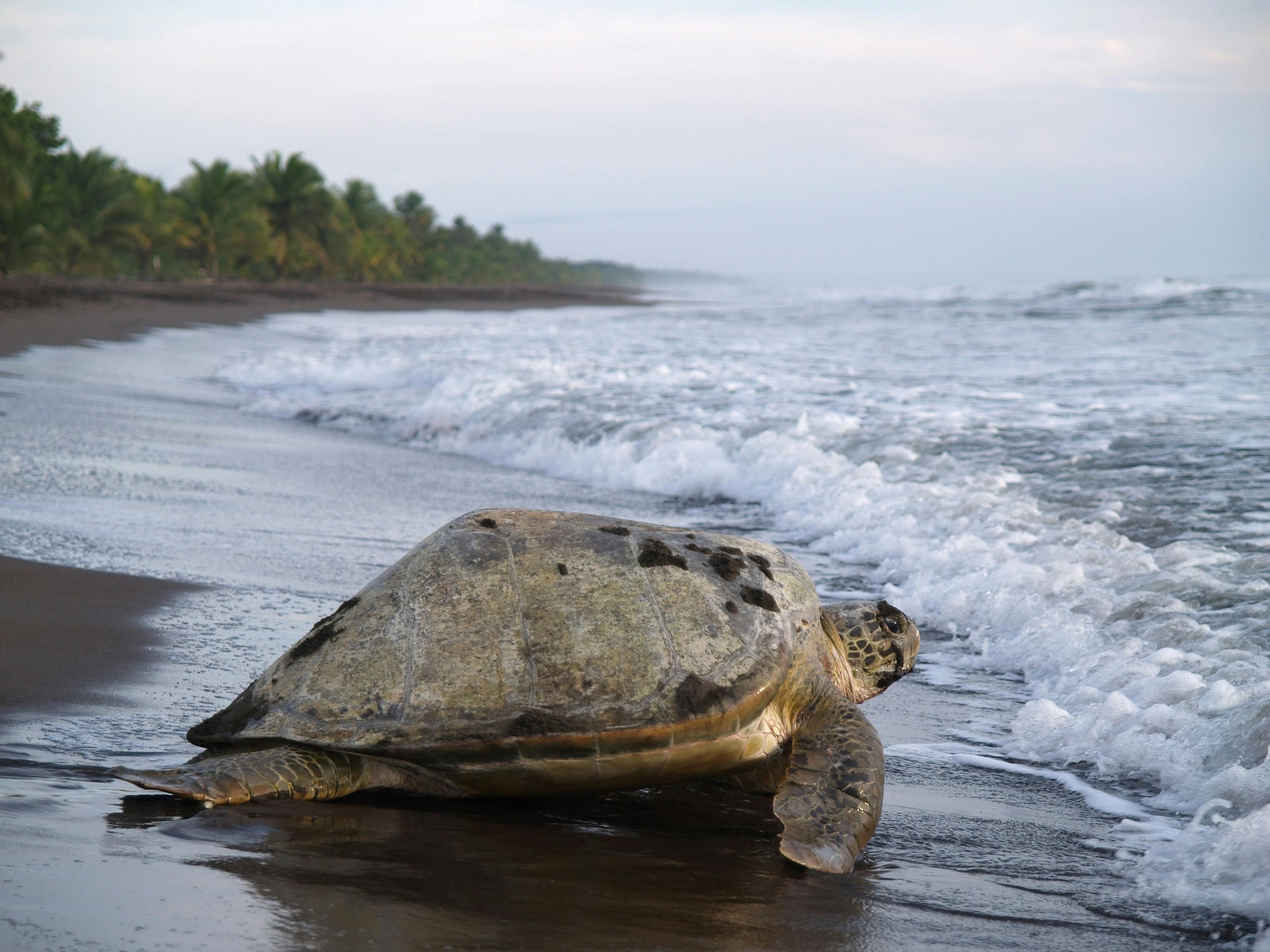 Tortuguero & Caribbean Coast
