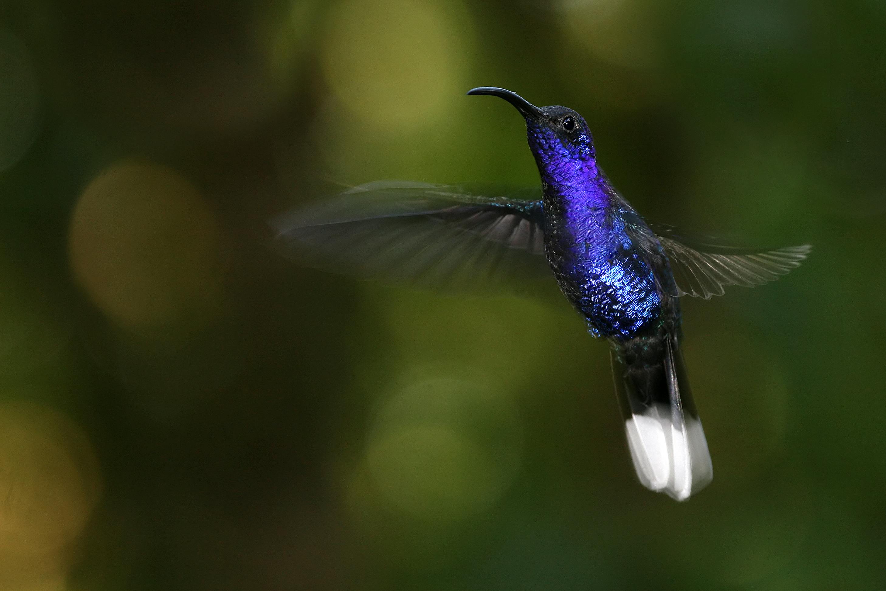 Monteverde & the Cloudforests