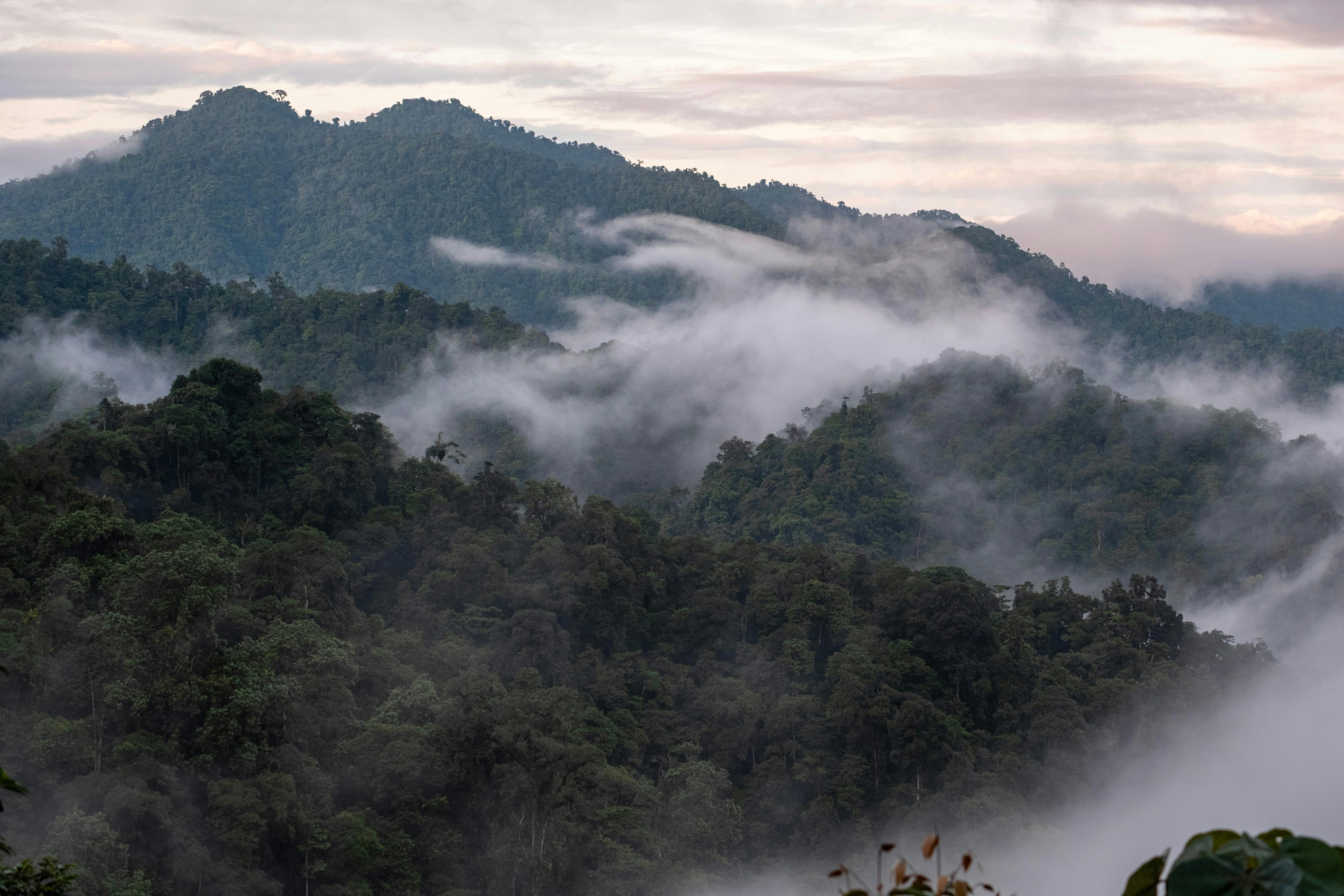 Cloud Forests: Masphi & Mindo