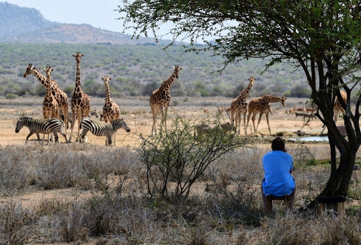 Giraffe, Tumaren Camp, Laikipia, Kenya