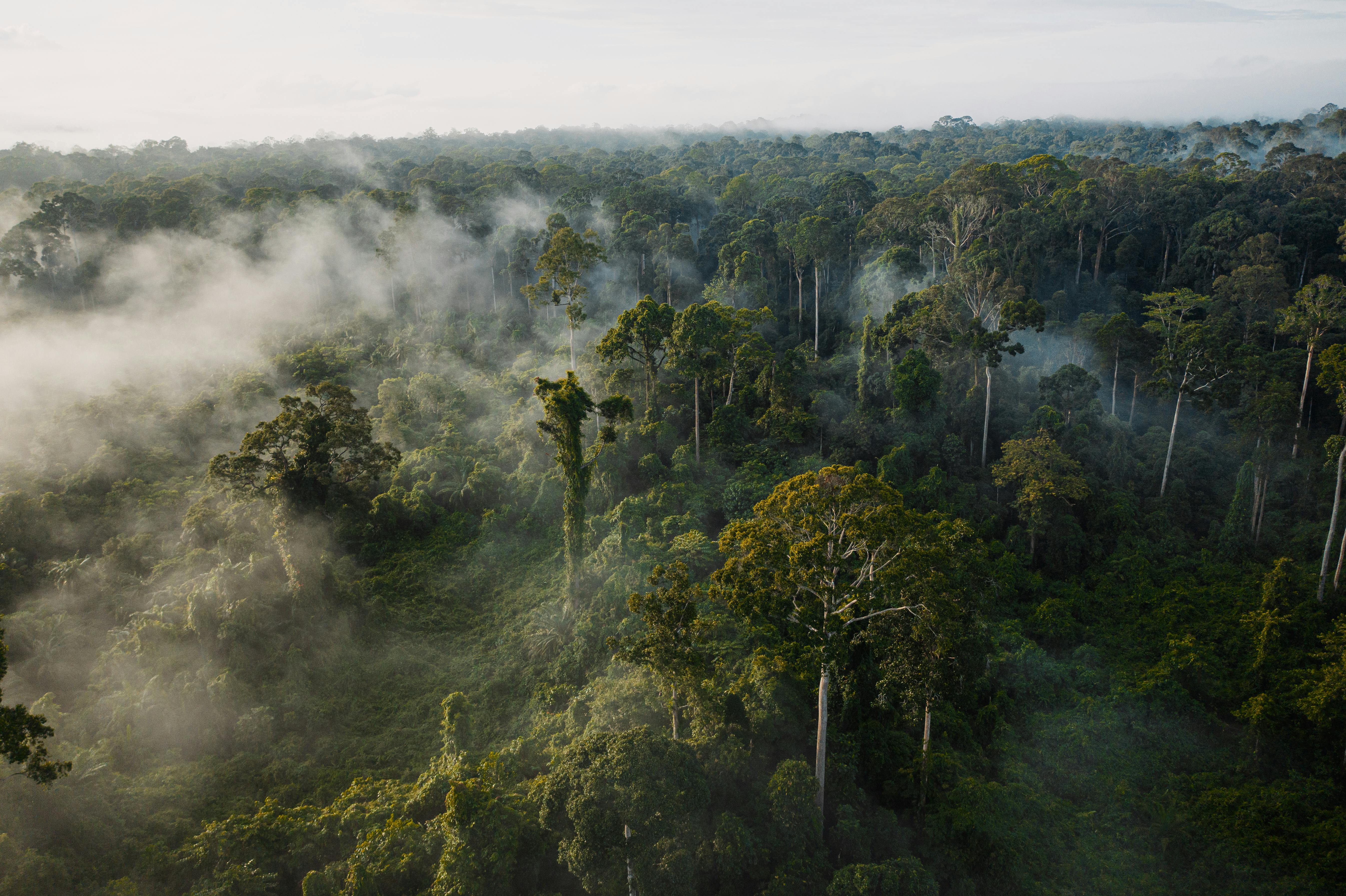 Deramakot Forest Reserve