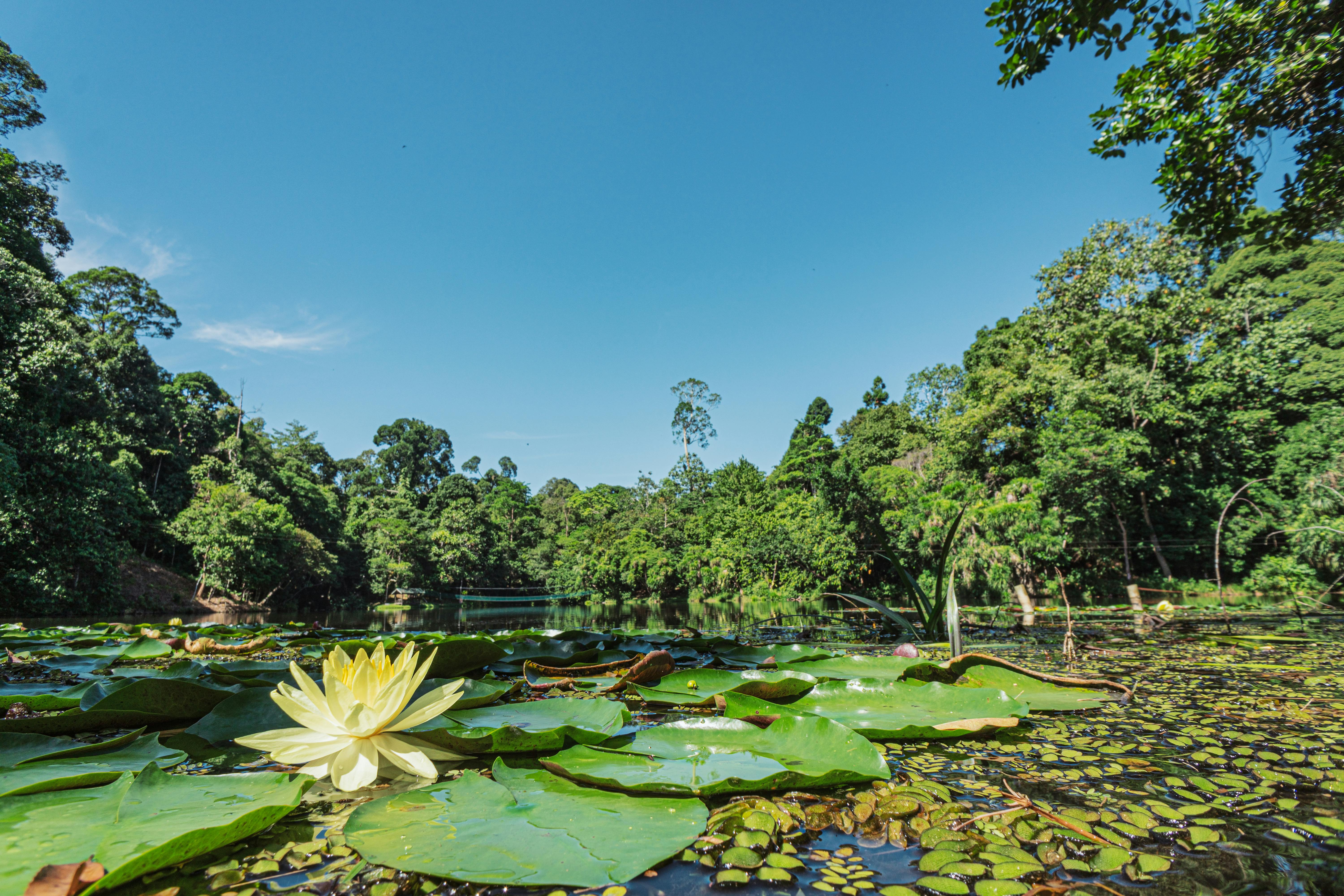 Kabili-Sepilok Reserve