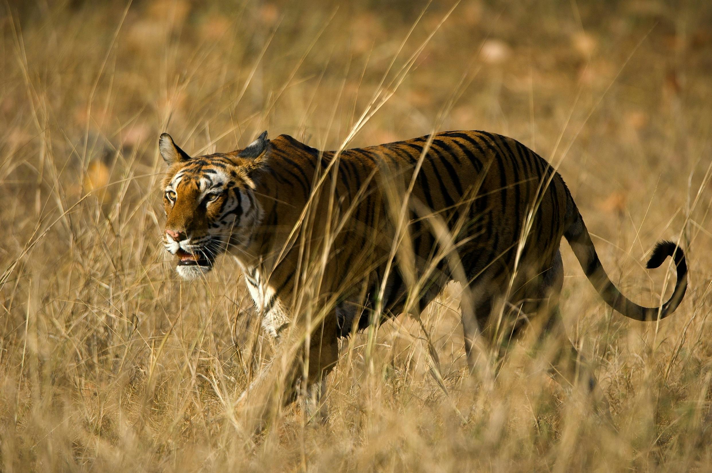 Bandhavgarh
