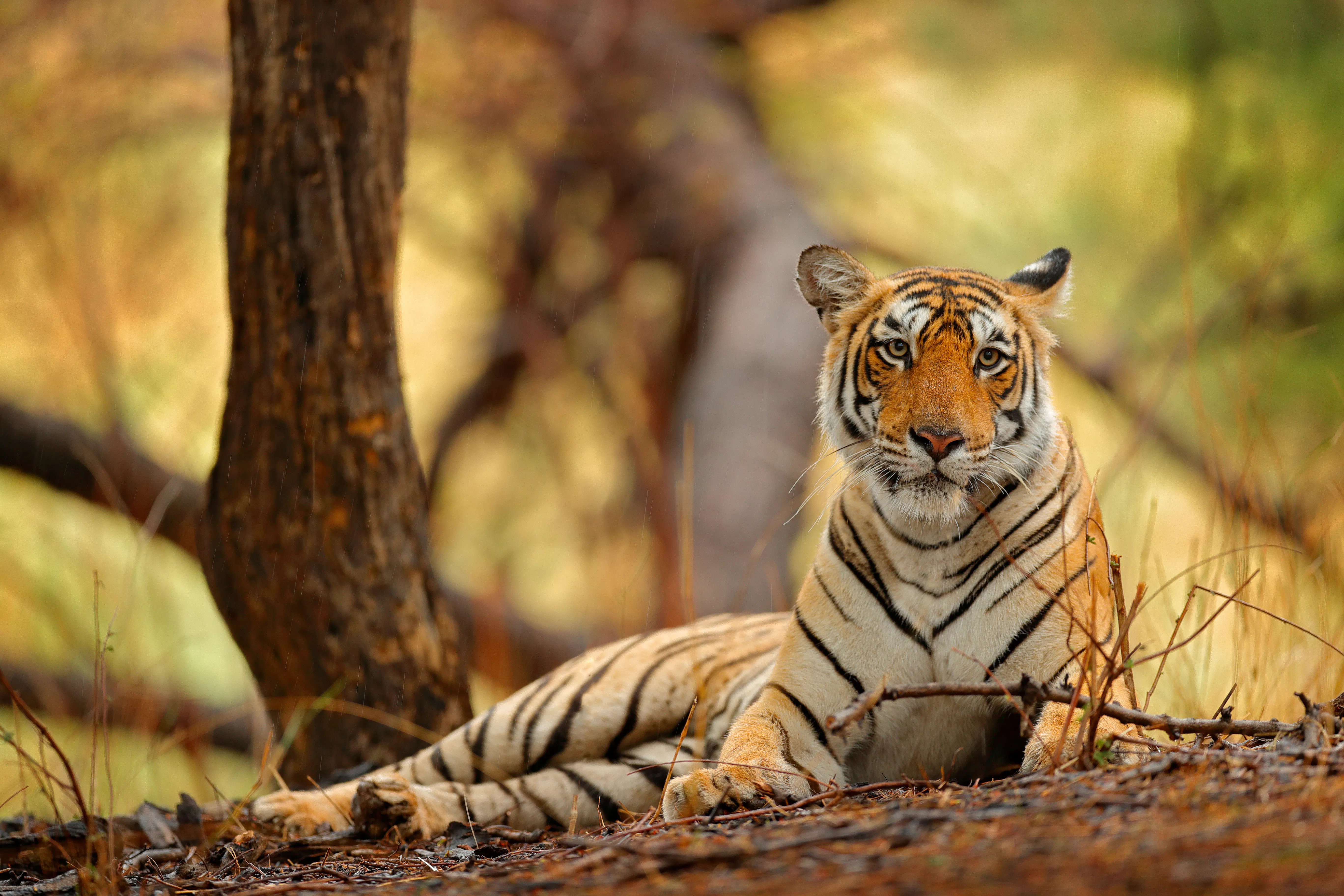 Ranthambore