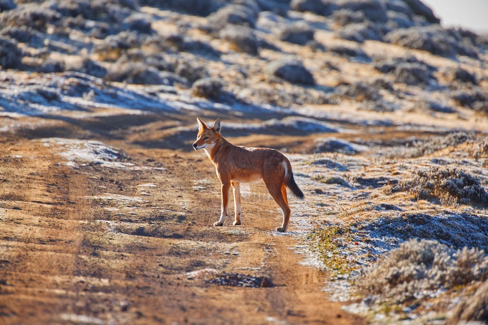 Bale Mountains