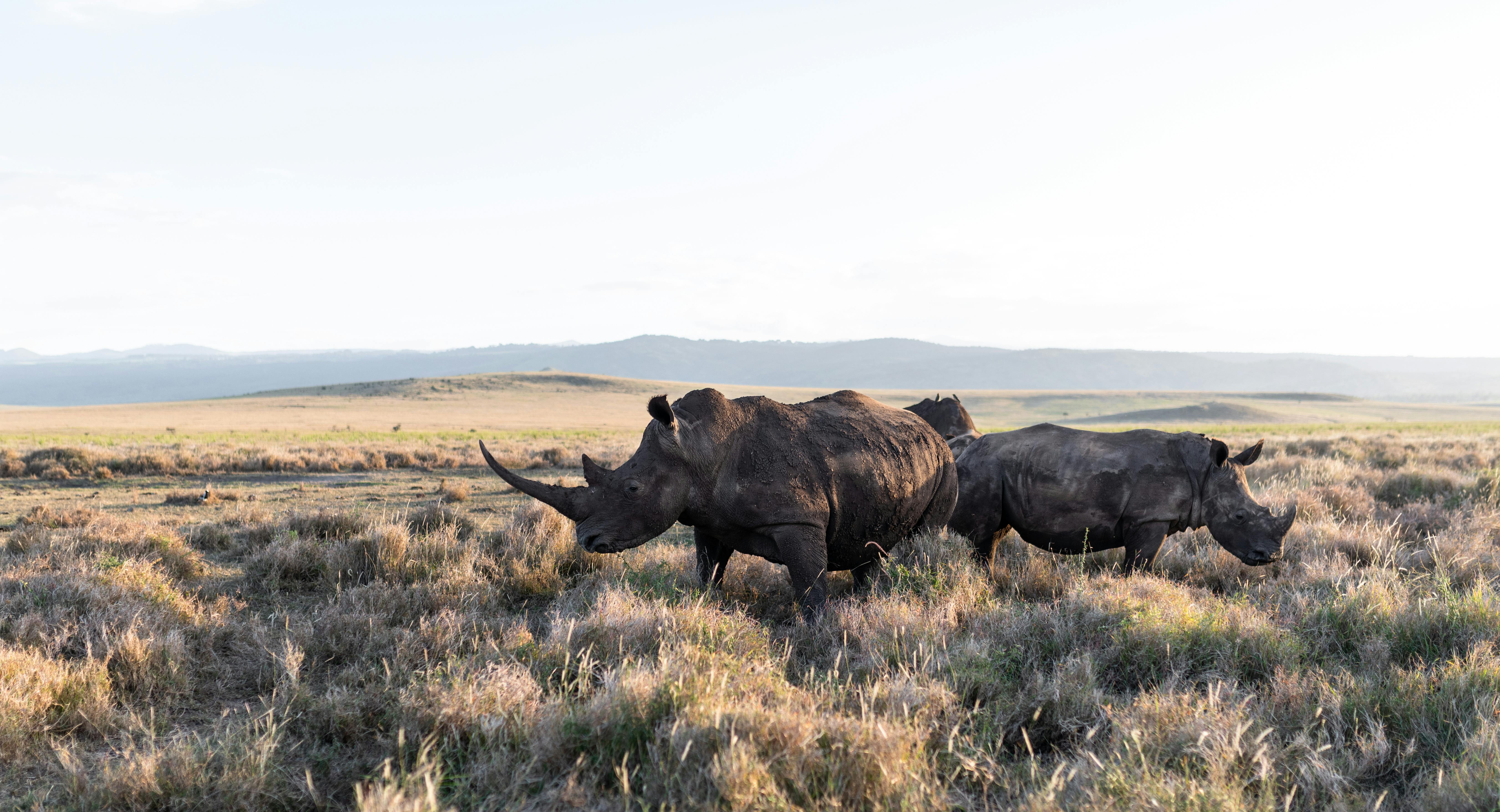 Laikipia & Lewa Safari