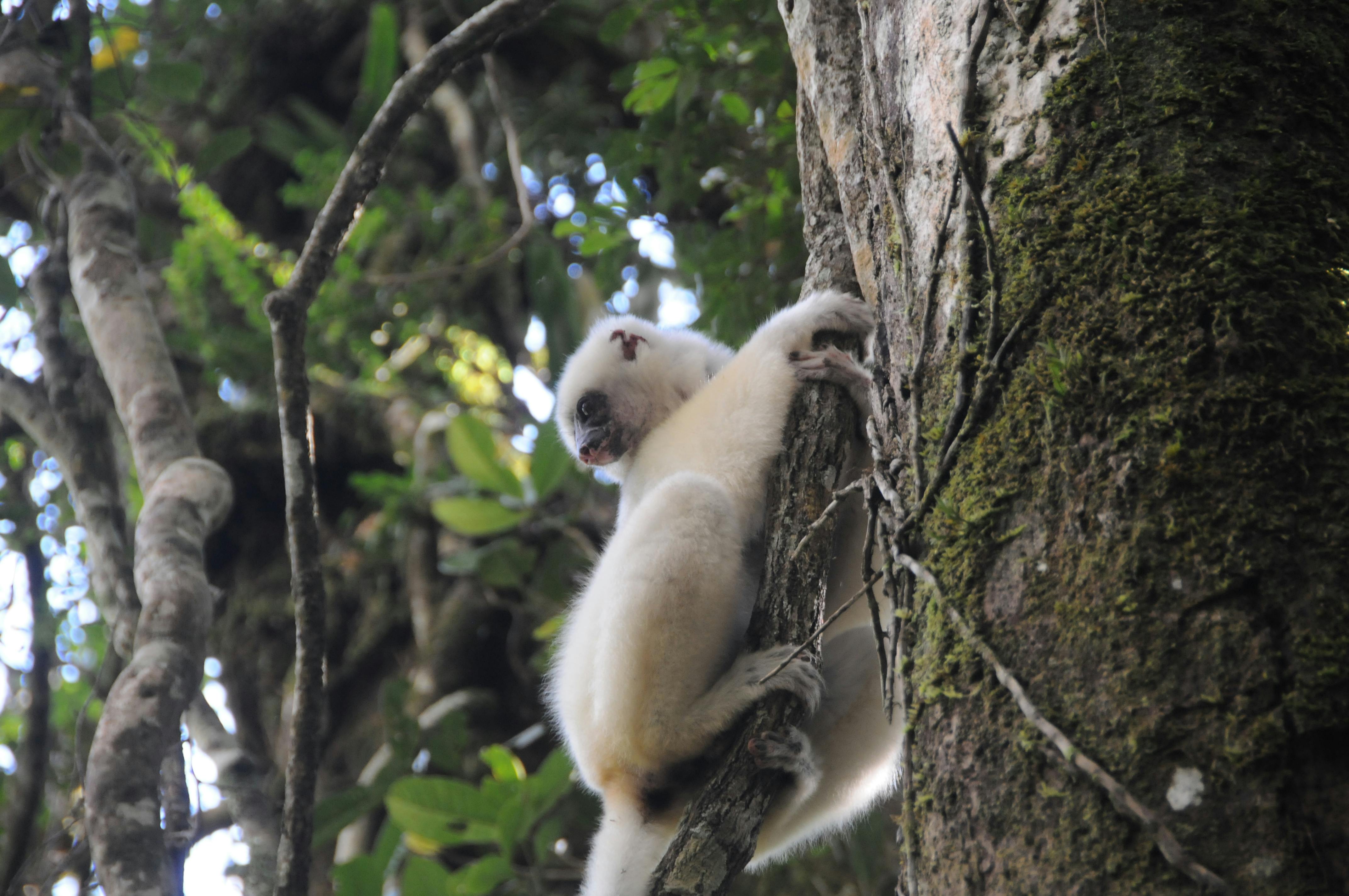 Anjanaharibe-Sud Special Reserve