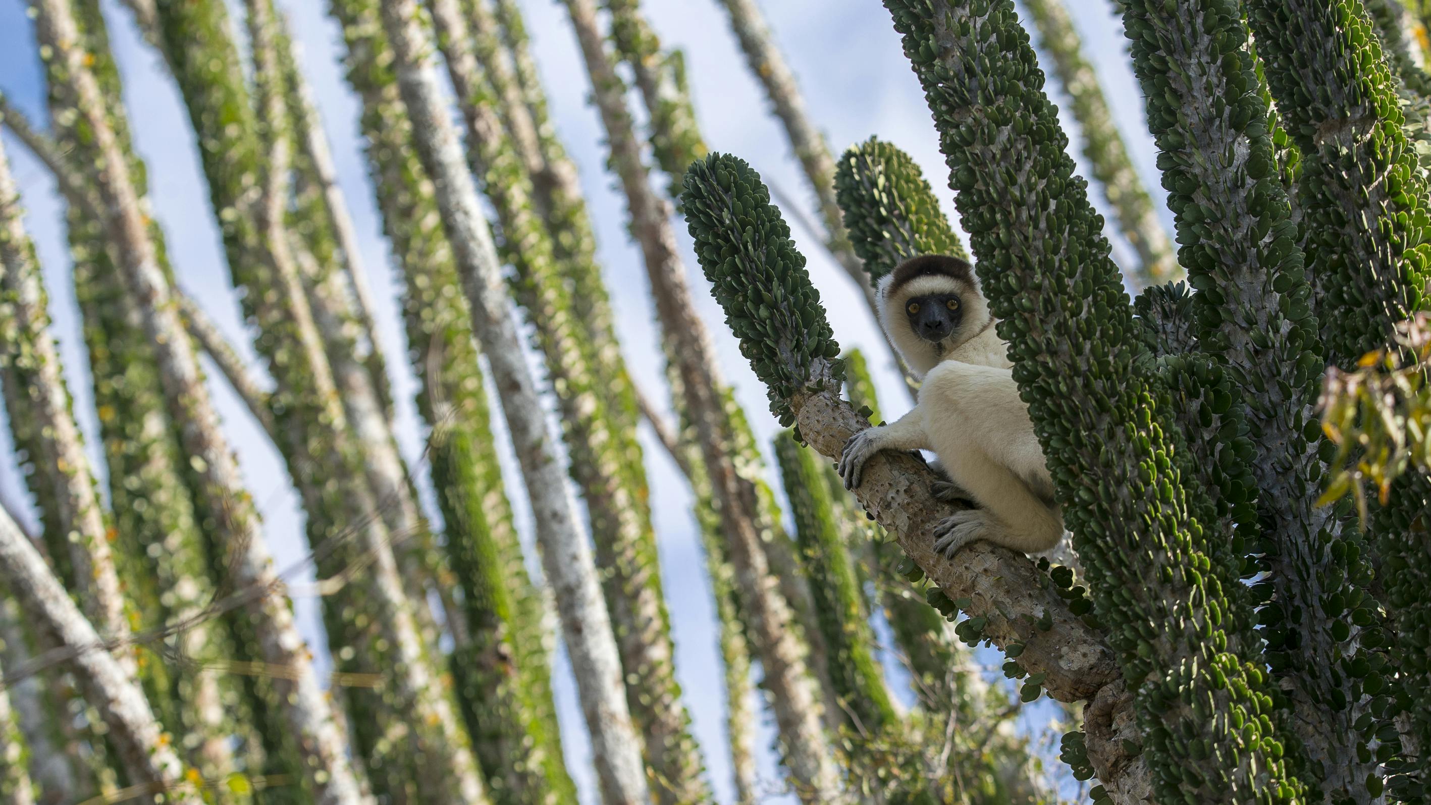 Ifotaka Community Forest