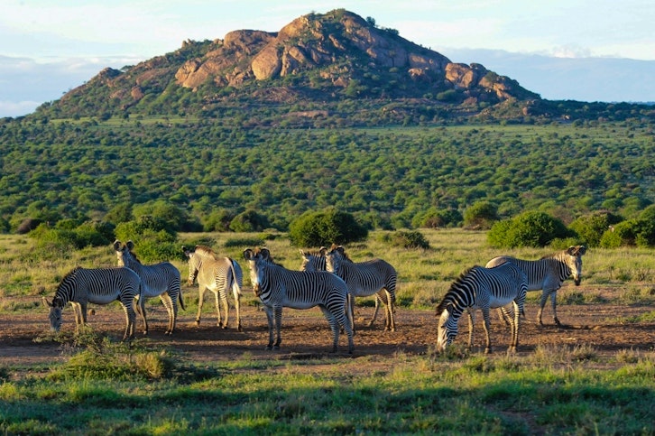 Zebra, Tumaren Camp, Laikipia, Kenya
