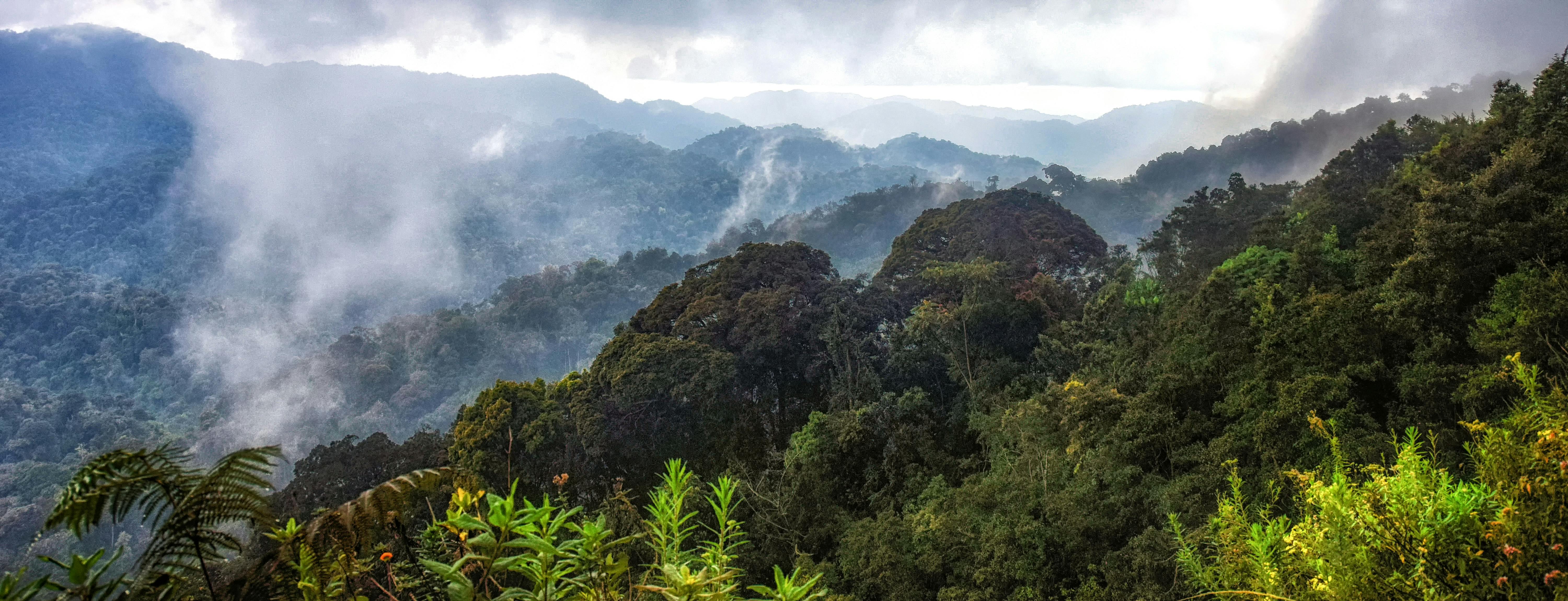 Nyungwe National Park