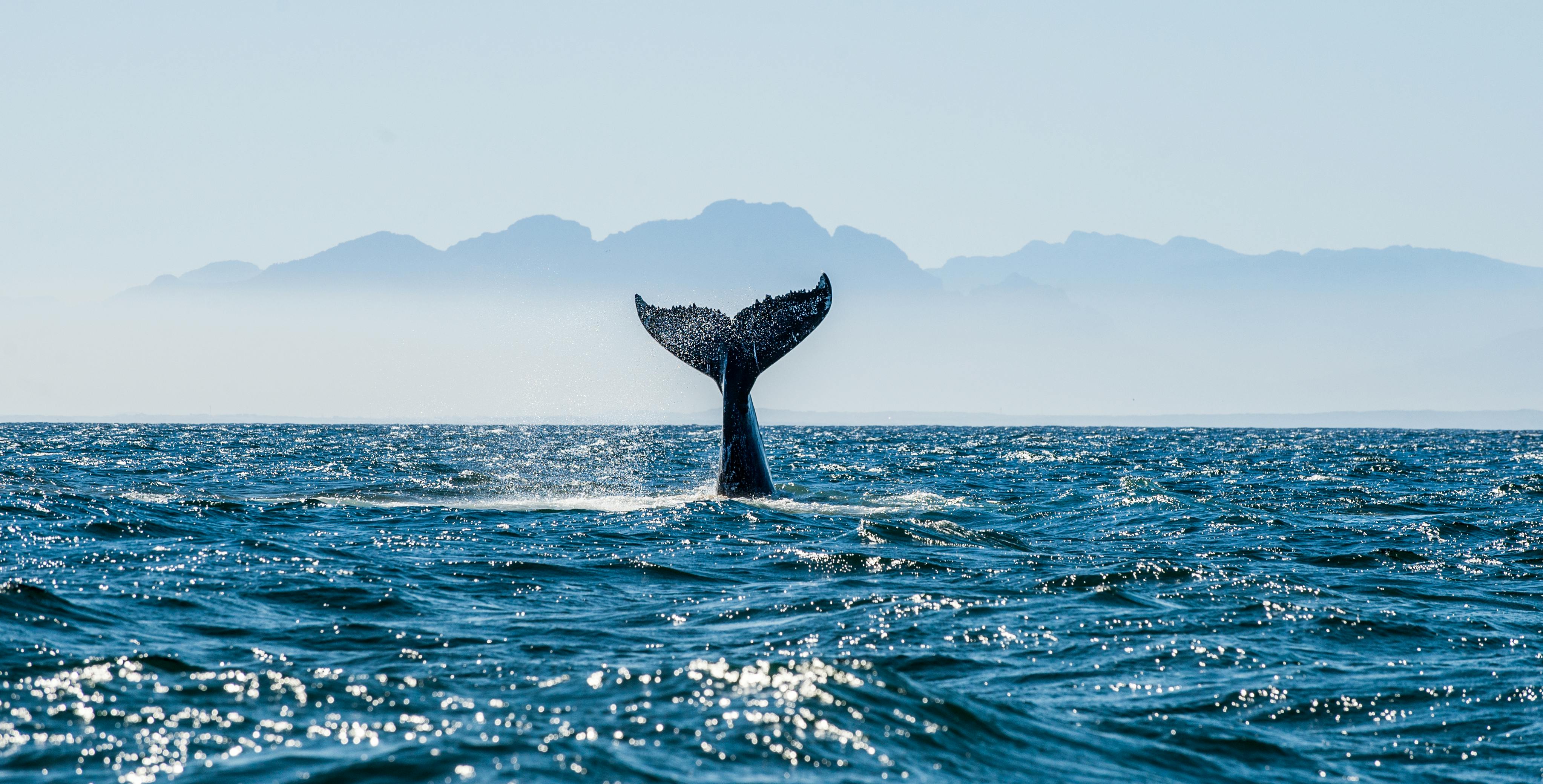 Whales & Winelands