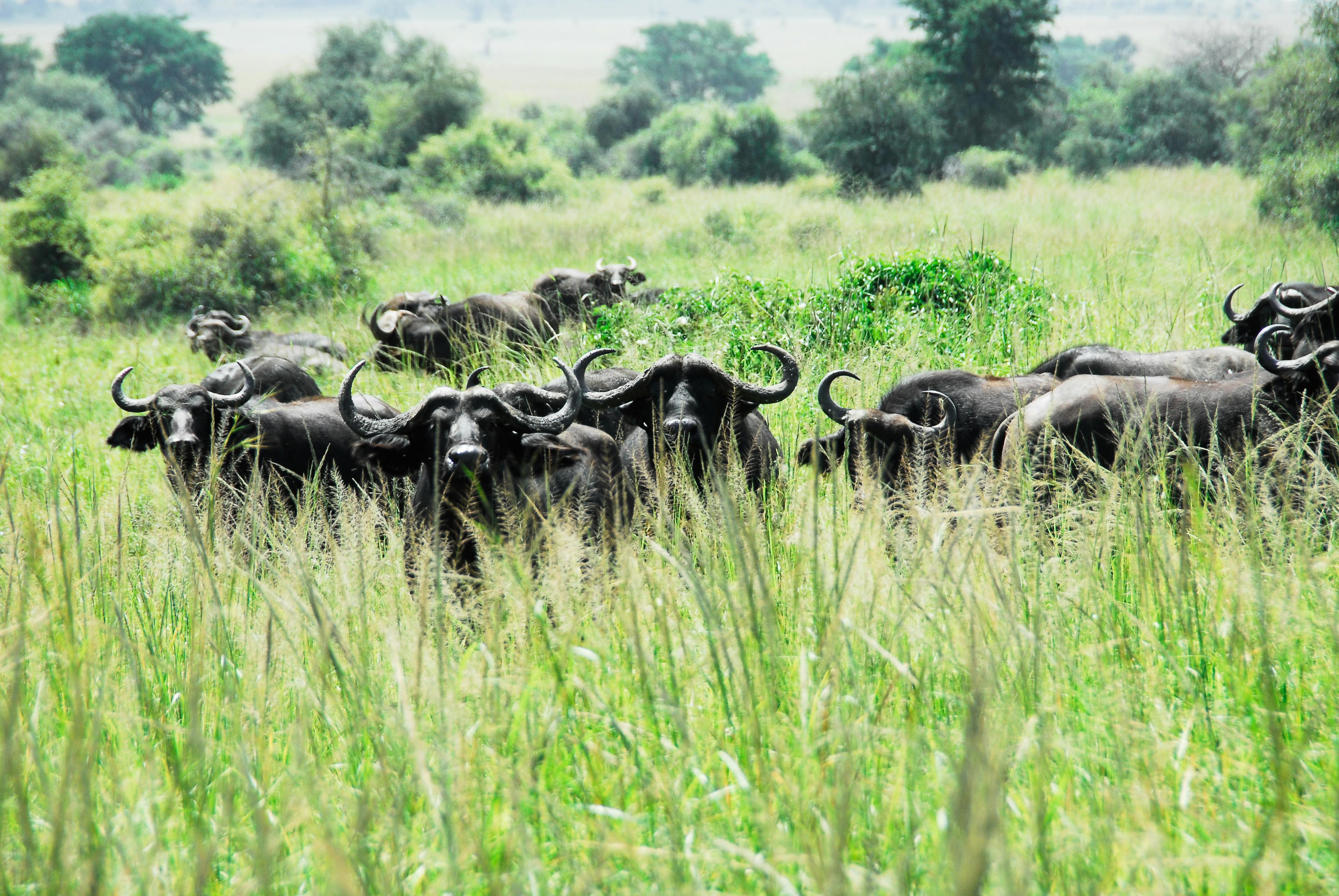 Kidepo Valley National  Park