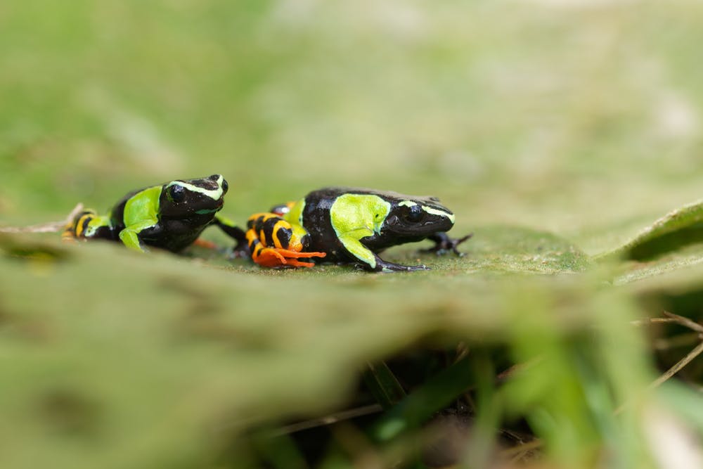 Maromizaha Rainforest Reserve OR Mantadia National Park