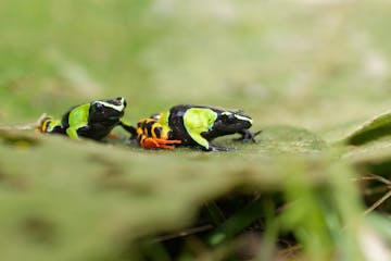 Maromizaha Rainforest Reserve OR Mantadia National Park