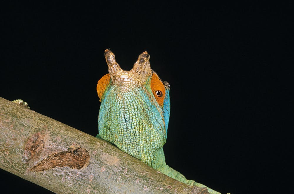 Andasibe-Mantadia National Park -  Antananarivo (drive)