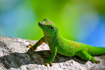 Anjajavy - Antananarivo (light aircraft transfer) 