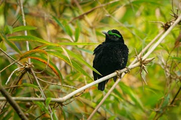 Maromizaha Experimental Reserve OR Mantadia National Park