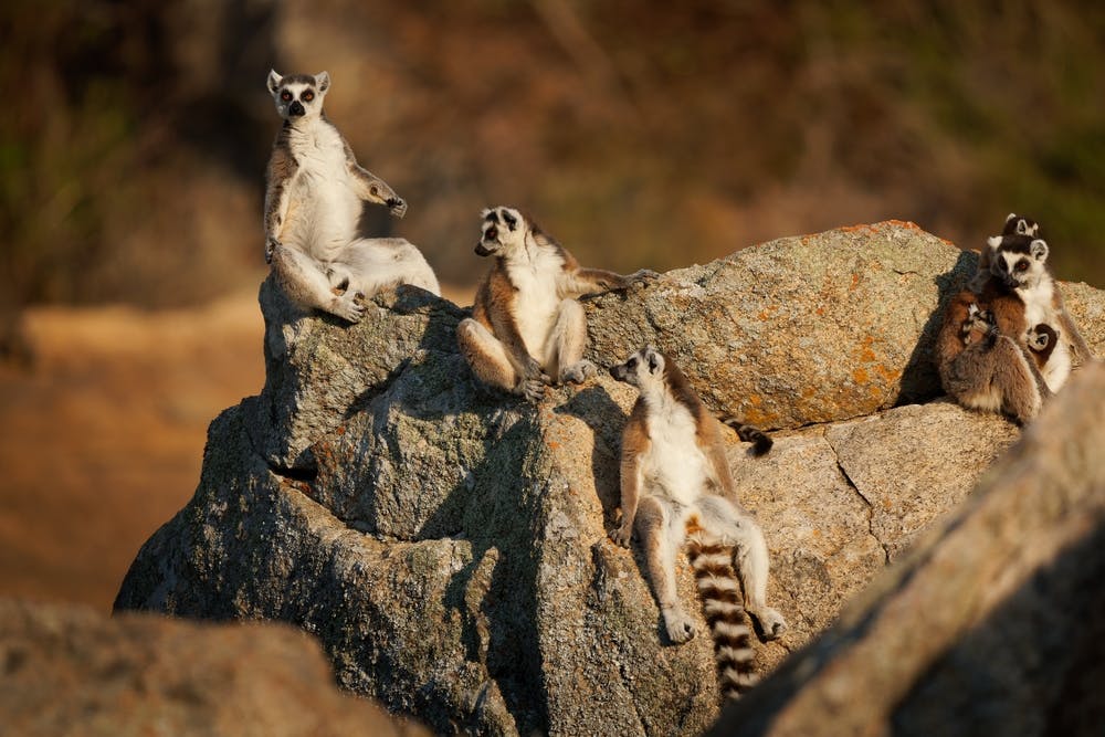 Isalo National Park - Anja - Ambalavao