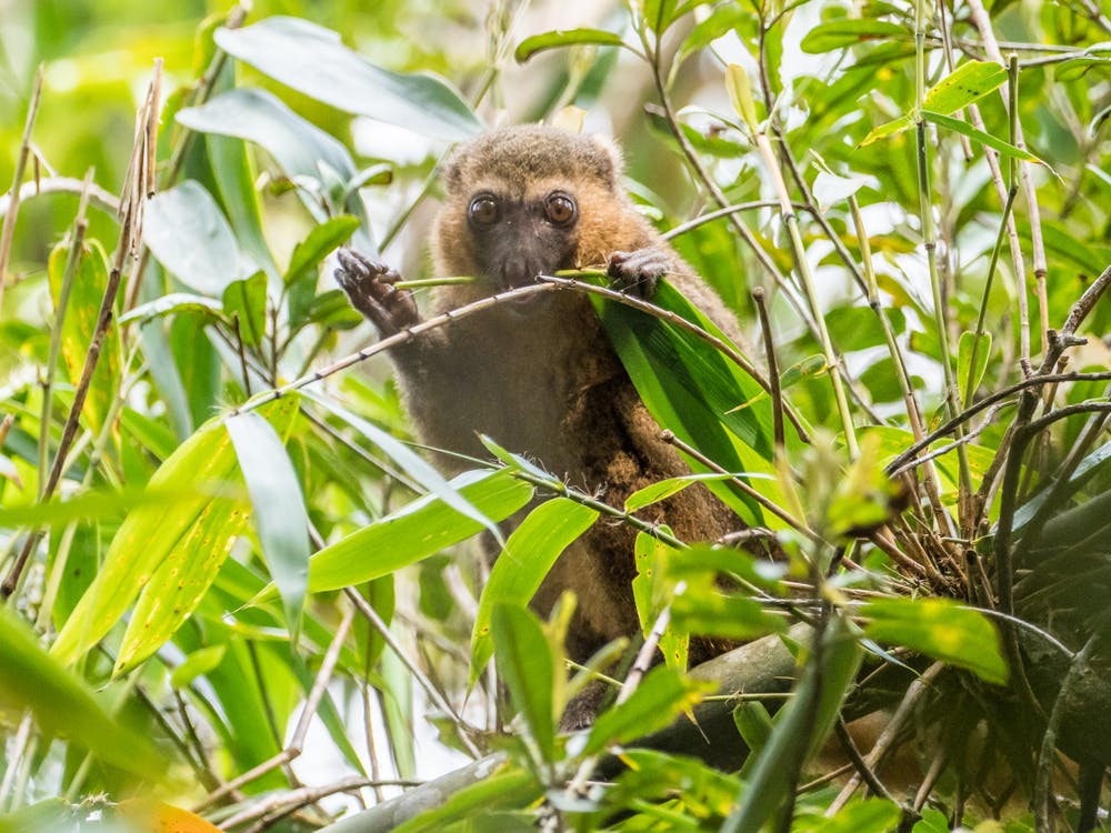 Ranomafana National Park