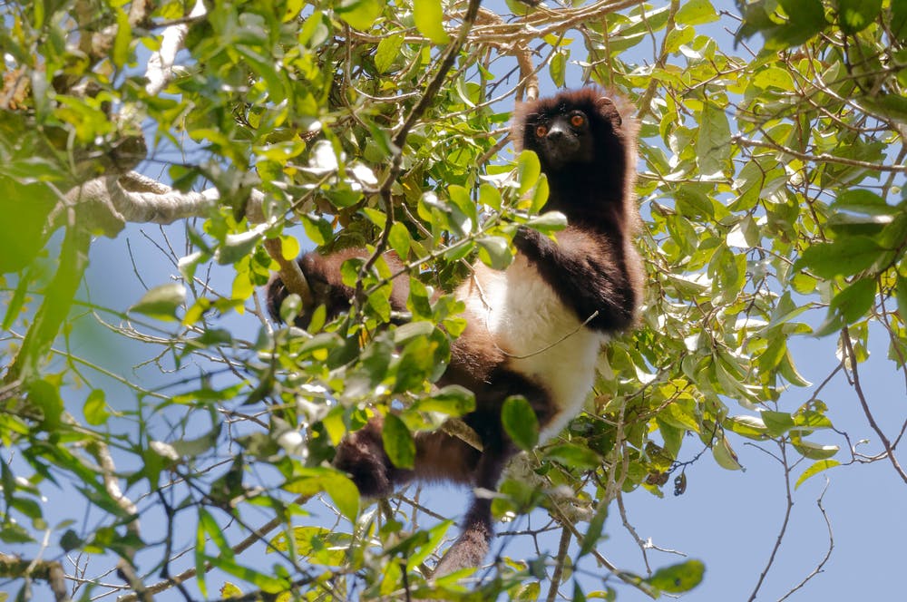 Ranomafana National Park 