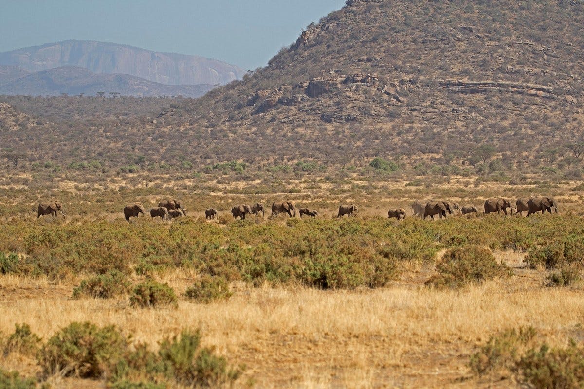 Samburu