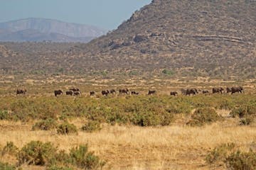 Samburu