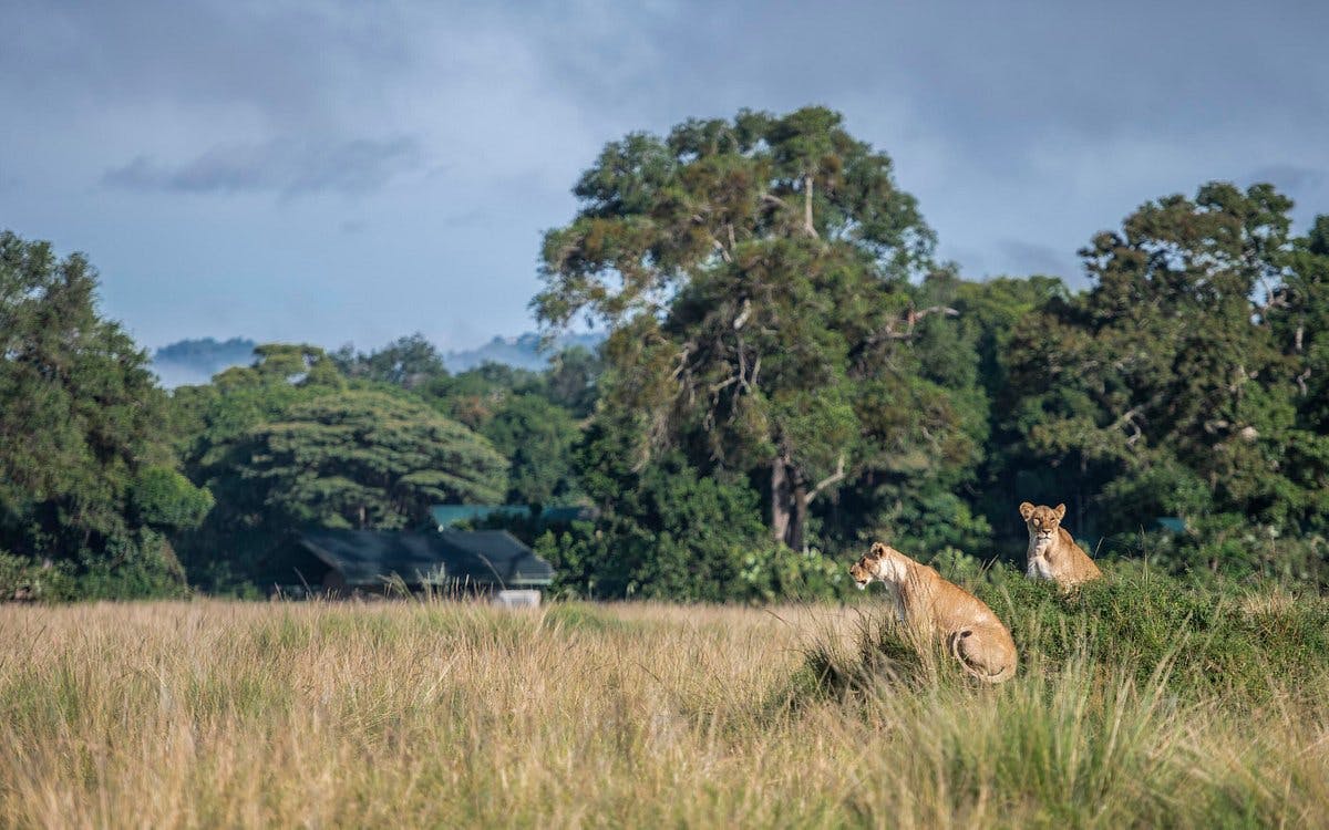 Masai Mara 