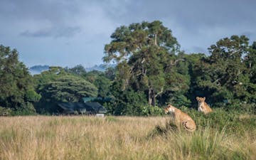 Masai Mara 