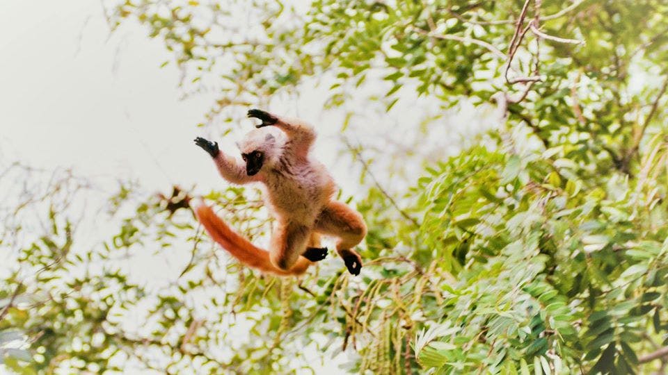Baobab Beach - Eden Lodge