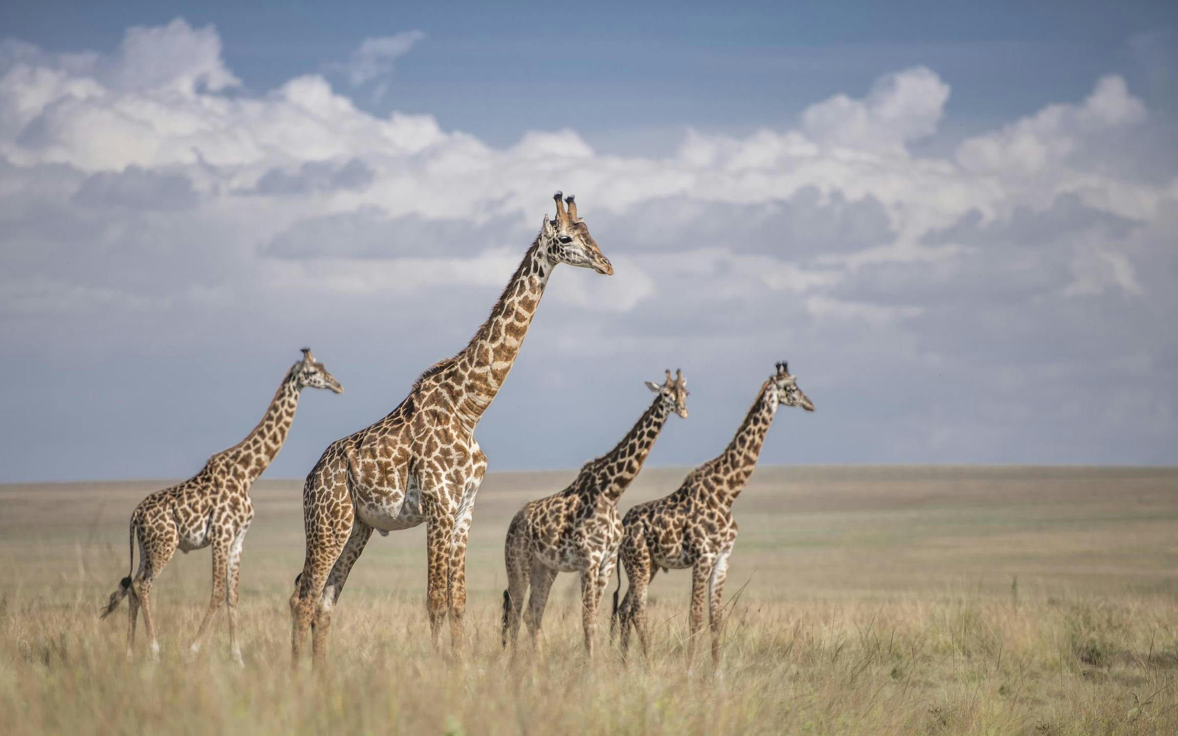 Masai Mara - Governors' Camp