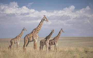 Masai Mara - Governors' Camp