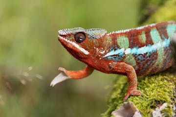 Baobab Beach - Nosy Be - Addis Ababa