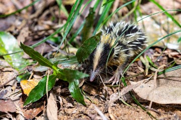 Andasibe - Antananarivo