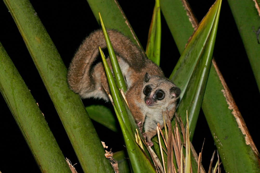 | 22 October 2025 | Montagne d'Ambre