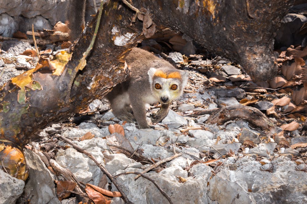 | 25 October 2025 | Andrafiamena - Ankarana National Park