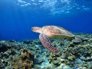 | 29 October 2025 | Whale Sharks & Turtles!