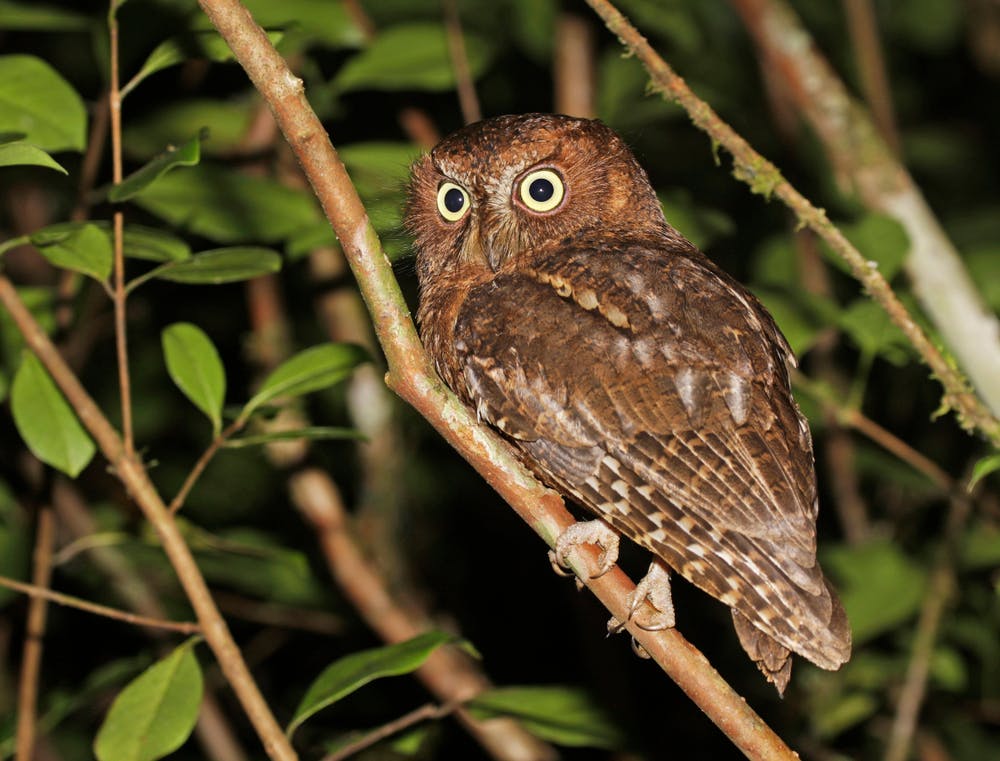 Andasibe guided night walk