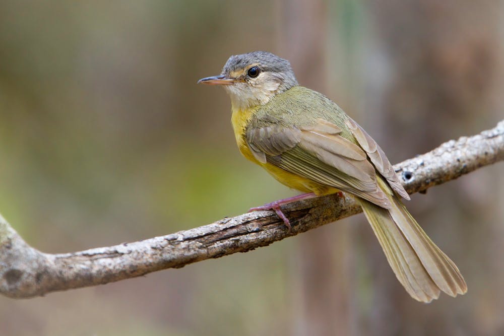 Zombitse Forest guided nature walk